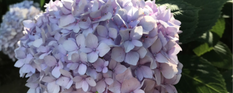 八仙花开花吗 八仙花开花吗