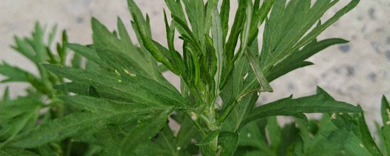 艾草开花吗 艾草开花吗