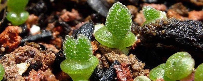 碧光环开花吗 碧光环开花吗