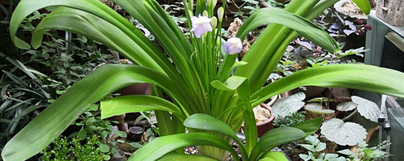 百子莲开花吗 百子莲开花吗
