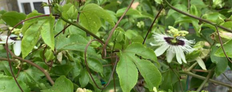 百香果开花吗 百香果开花吗
