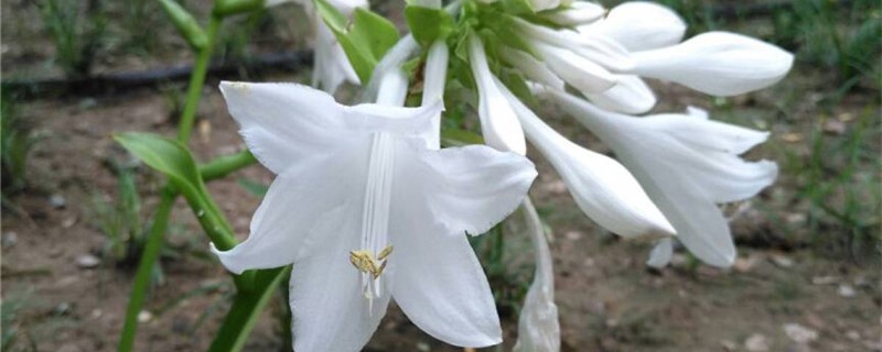 玉簪花是什么颜色 玉簪花是什么颜色