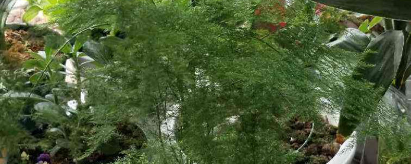 植物水浇多了补救措施 植物水浇多了补救措施