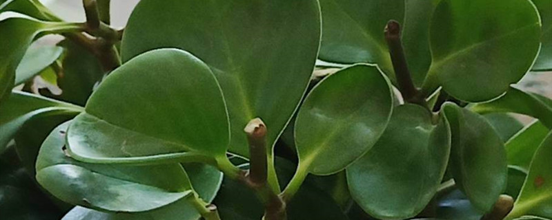 植物缺硼的症状表现 植物缺硼的症状表现