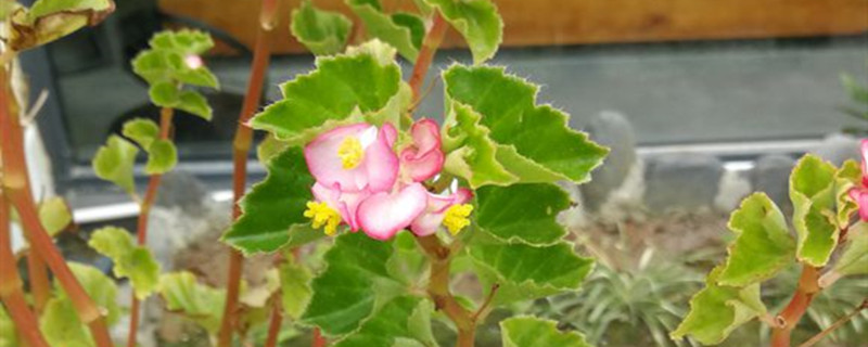 茶花秋海棠开花吗 茶花秋海棠开花吗