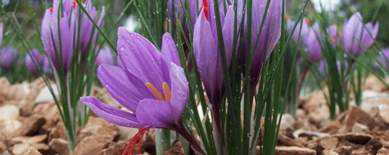藏红花开花吗 藏红花开花吗