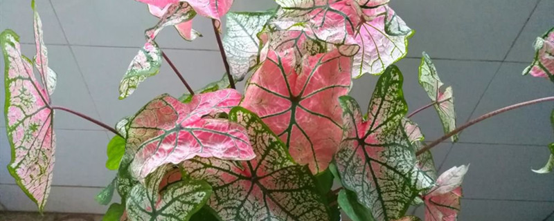 彩叶芋开花吗 彩叶芋开花吗
