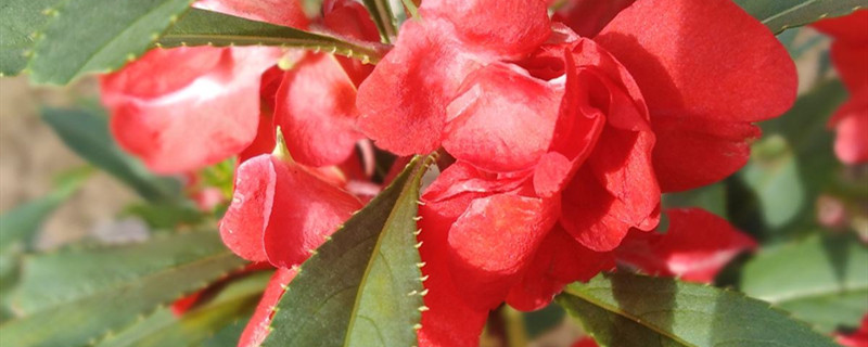 凤仙花为什么叫凤仙花 凤仙花为什么叫凤仙花