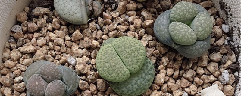 生石花母本怎么区分 生石花母本怎么区分