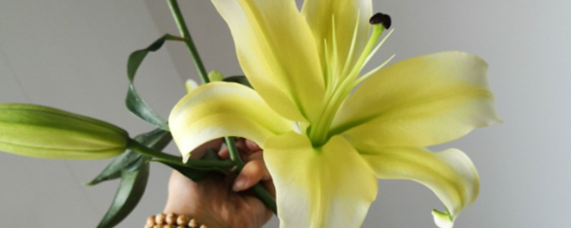 百合和百合花有关系吗 百合和百合花有关系吗