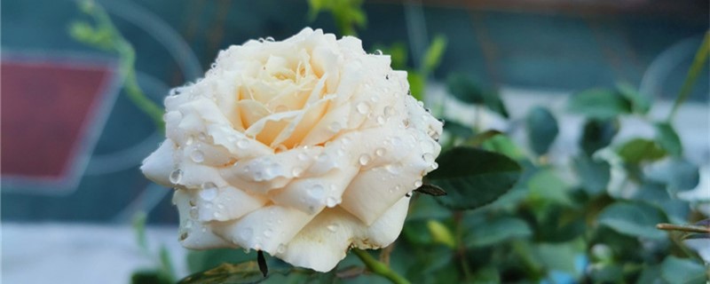 和月季花相似的花是什么 和月季花相似的花是什么