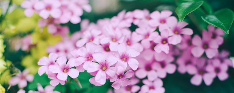 长春花有几种 长春花有几种