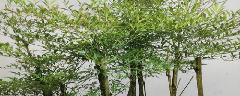 兰天竹和南天竹一样吗 兰天竹和南天竹一样吗
