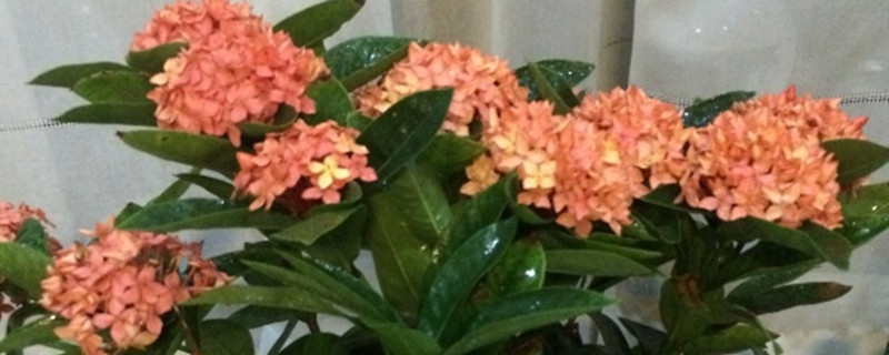 仙丹花的花期是什么时间 仙丹花的花期是什么时间