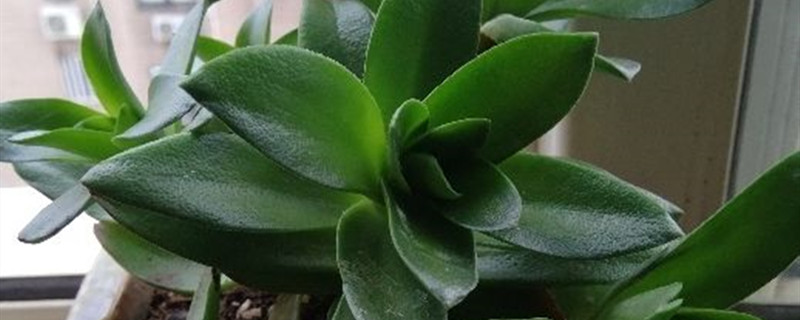 火炬花什么时候开花 火炬花什么时候开花