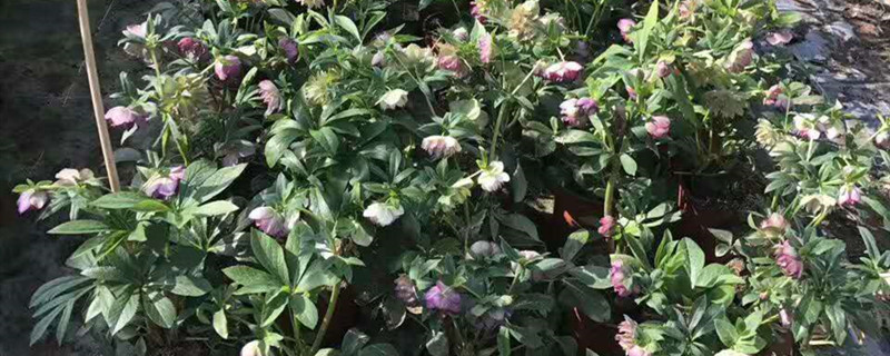 植物靠什么吸收养分 植物靠什么吸收养分