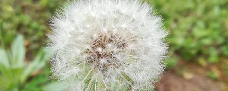 植物要旅行靠的是什么 植物要旅行靠的是什么
