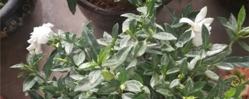 阳台如何养非洲茉莉 阳台如何养非洲茉莉