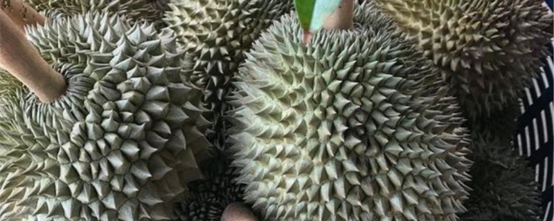 阳台如何养榴莲