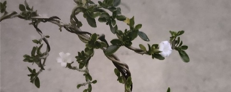阳台如何养六月雪 阳台如何养六月雪