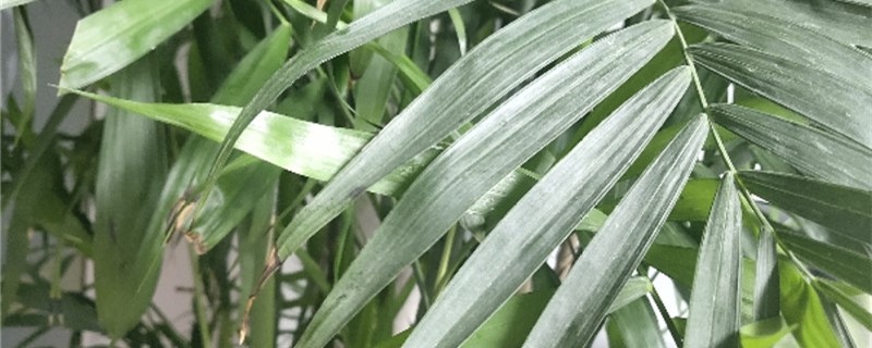 阳台如何养凤尾竹 阳台如何养凤尾竹