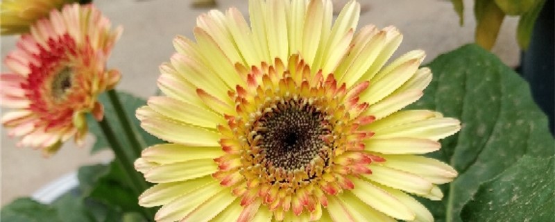 阳台如何养非洲菊