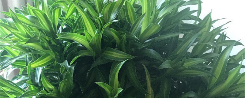 阳台如何养百合竹 阳台如何养百合竹