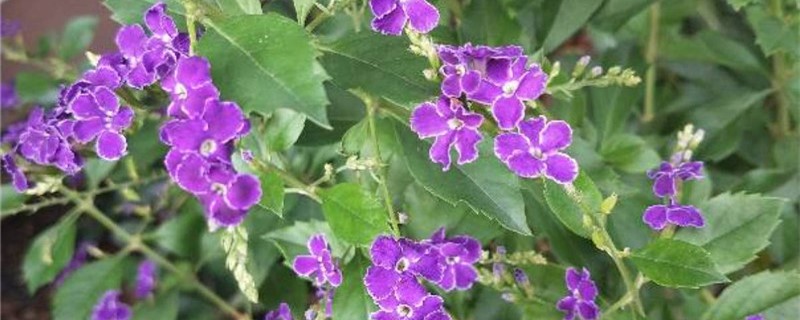 阳台如何养露薇花 阳台如何养露薇花