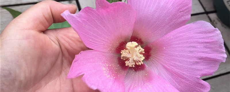 阳台如何养木芙蓉花