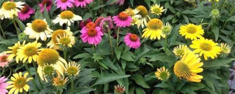 阳台如何养松果菊 阳台如何养松果菊