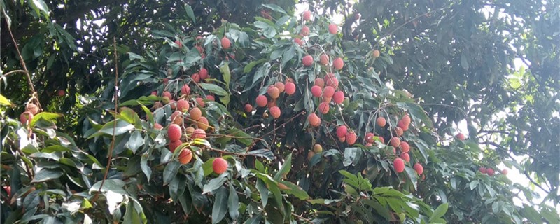 阳台如何养荔枝 阳台如何养荔枝