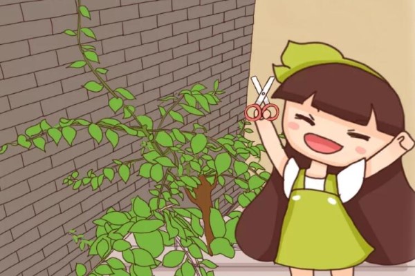 5种花不能长太高,越矮越值钱,一长高就得砍! 5种花不能长太高,越矮越值钱,一长高就得砍!