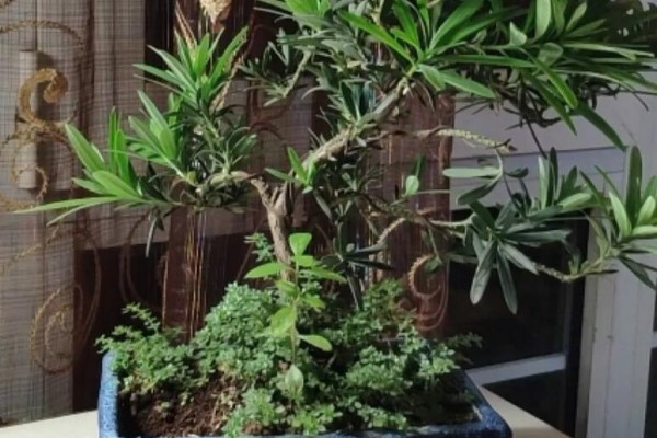 太贵的花别买,路边捡几粒种子,扔盆里就能活! 太贵的花别买,路边捡几粒种子,扔盆里就能活!