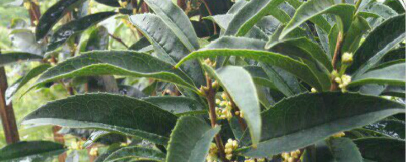 怎么辨别金桂花和四季桂 怎么辨别金桂花和四季桂