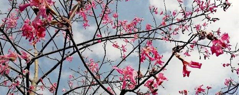 阳台如何养美丽异木棉 阳台如何养美丽异木棉