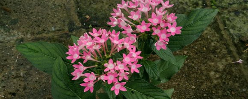 阳台如何养雨伞花