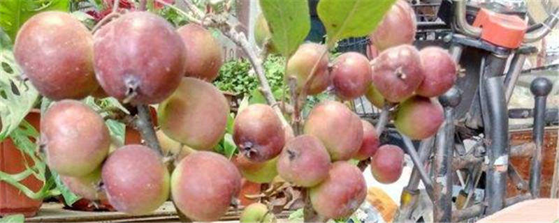 阳台如何养苹果