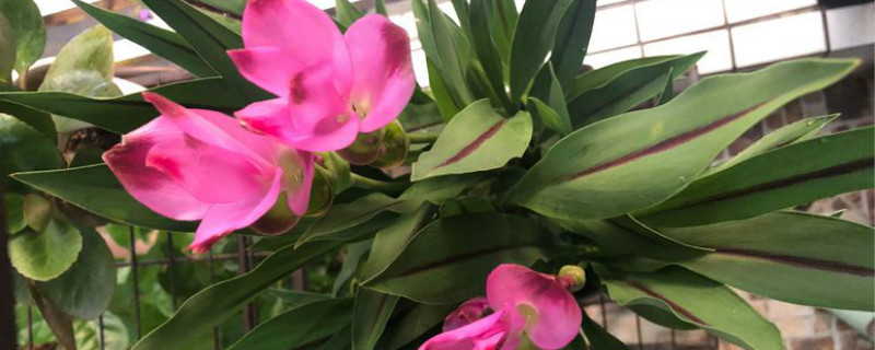 阳台如何养姜荷花 阳台如何养姜荷花