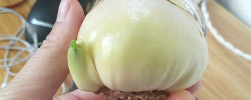 变态茎为什么会变模样 变态茎为什么会变模样
