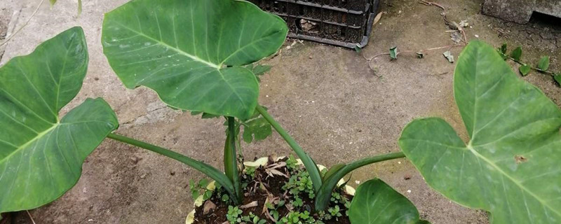 大野芋有毒吗 大野芋有毒吗
