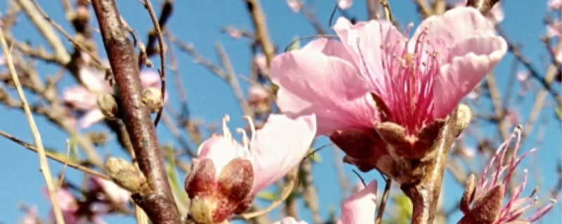 桃花香吗 桃花香吗