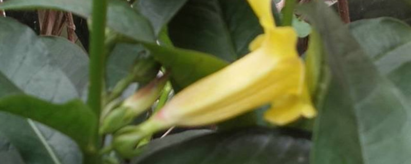 法国香水茉莉爬藤快吗 法国香水茉莉爬藤快吗
