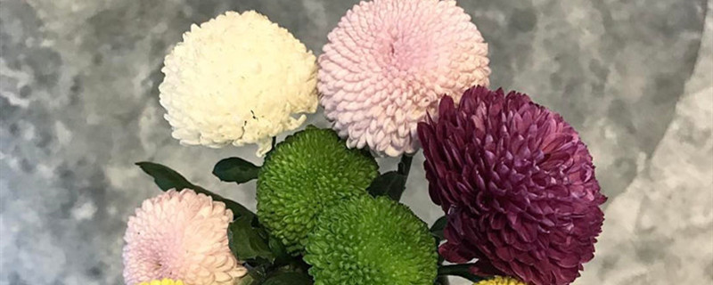 球菊怎么养 球菊怎么养