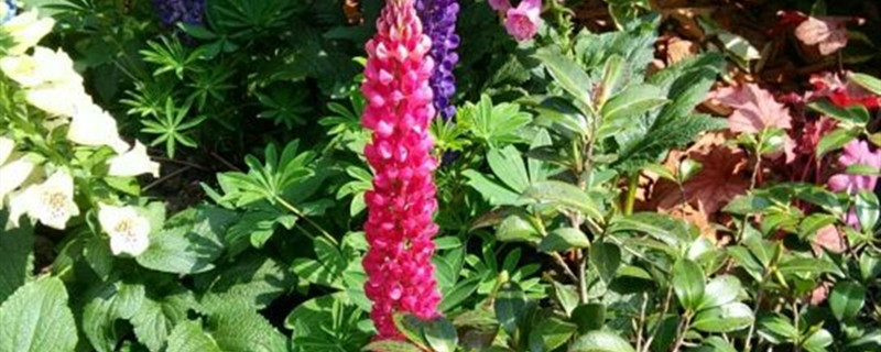 风信子花香有毒吗 风信子花香有毒吗