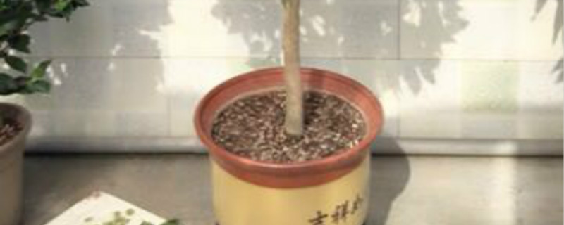 鹿沼土有营养吗 鹿沼土有营养吗
