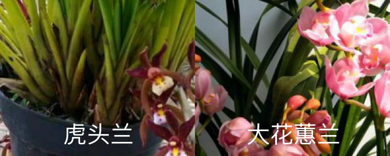 怎么辨别虎头兰与大花蕙兰 怎么辨别虎头兰与大花蕙兰