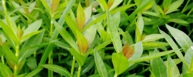 莲子草有毒吗 莲子草有毒吗