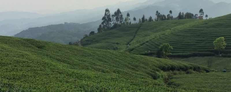 灌木型茶树基本特征 灌木型茶树基本特征