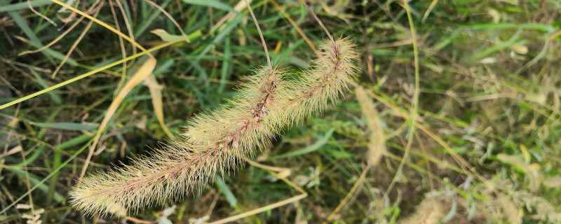 狗尾巴草怎么做成干花? 狗尾巴草怎么做成干花?