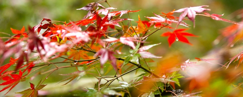常德枫林花海观赏季节 常德枫林花海观赏季节